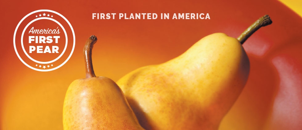 America's First Pear