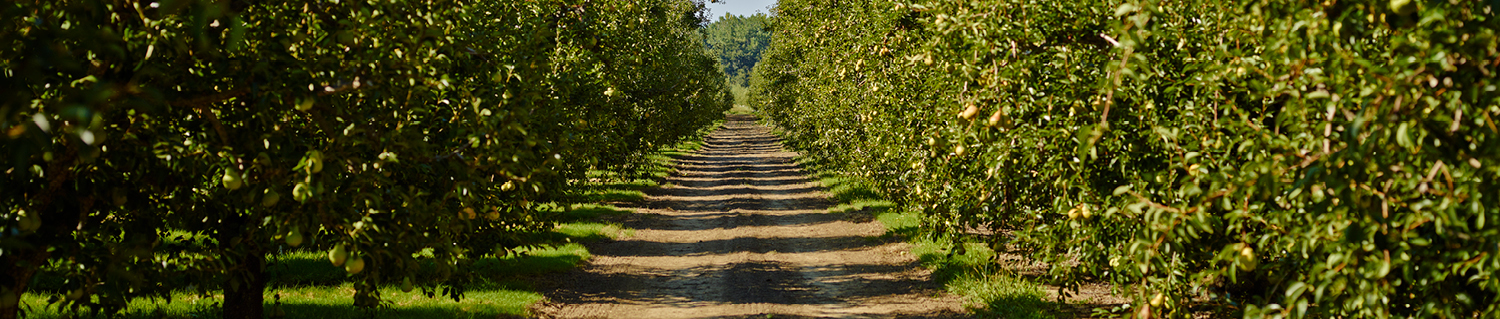 Meet The Farmers Who Bring You California Pears