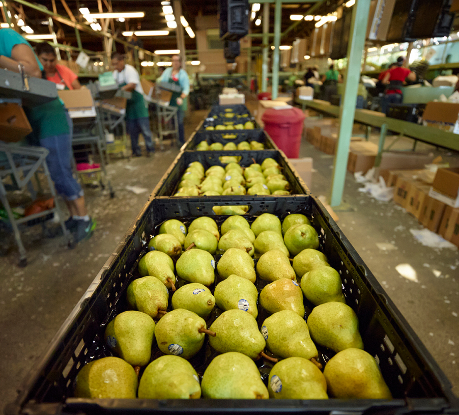 Scully Packing Company The Family that Grows Together California Pears