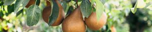 California grown bosc pear tree orchard