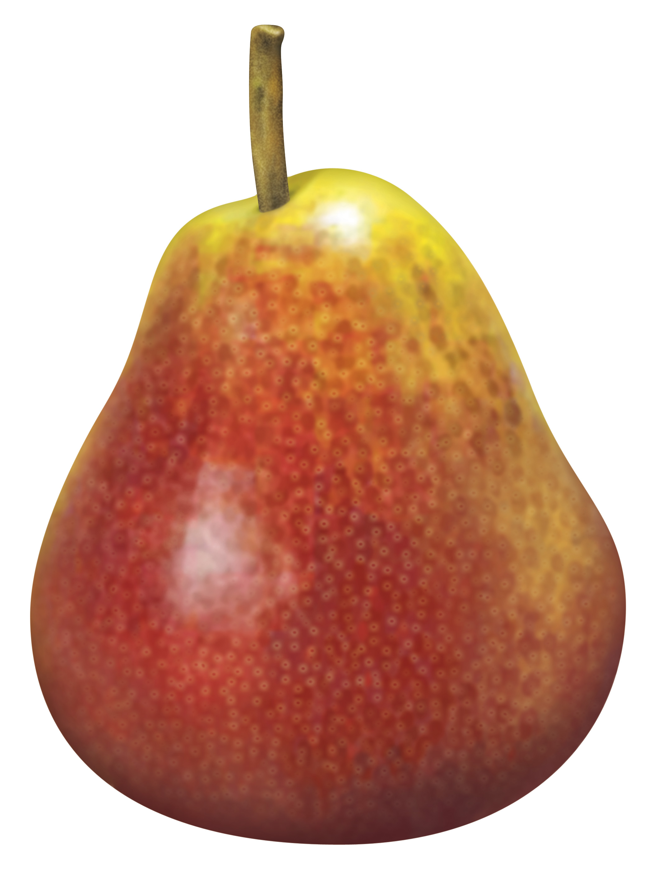 Photos & Images: Pear Varieties (illustration) .