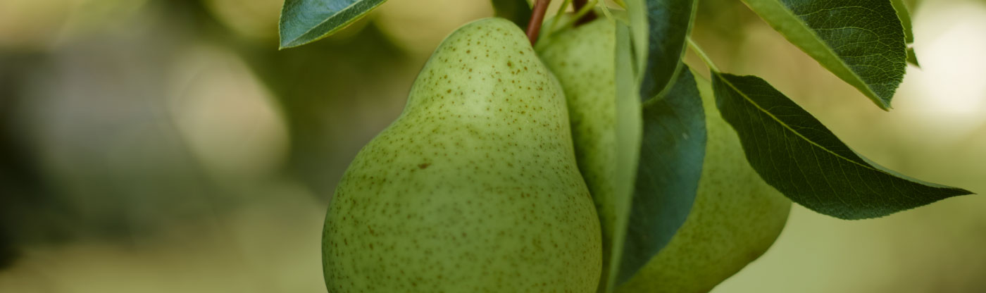 California Pear Growers Maintain Market Stability for 2026 Crop