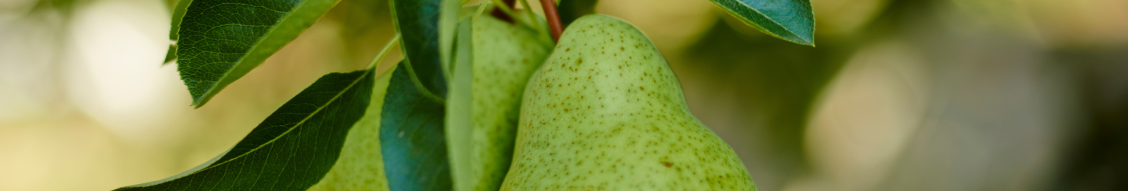 California Pear Growers Call on Retailers to Shift from Imports Ahead of Early Harvest